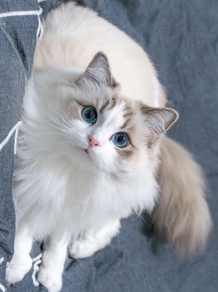 Ragdoll